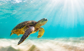 sfondi desktop mare gratis, sfondi desktop mare, immagini mare