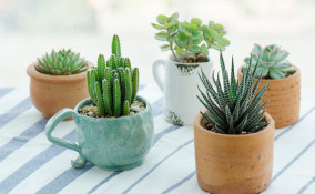 come curare piante grasse, come coltivare piante grasse