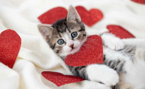 Nomi per gatti femmine