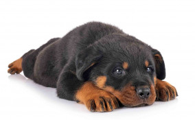 Rottweiler