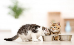 Svezzamento dei gattini