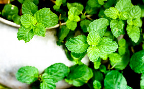 come coltivare la menta, coltivazione menta