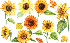 girasoli decoupage da stampare gratis, girasoli da stampare