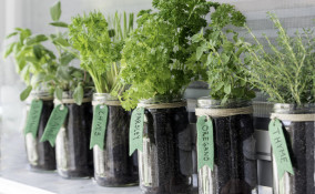 erbette aromatiche vaso