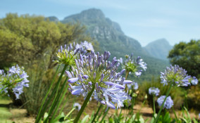come coltivare agapanto, come coltivare agapanthus