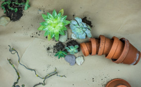 invasare piantine grasse