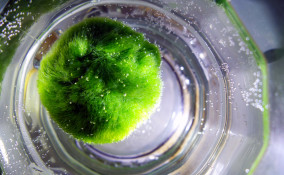 alga palla marimo