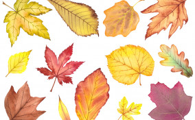 foglie autunnali da stampare, foglie autunno da stampare