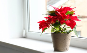 stella di natale perde foglie, stella di natale secca