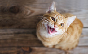 gatto, miagola, notte