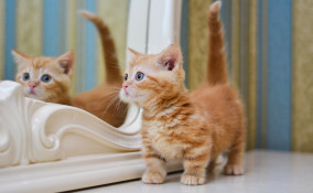 gatti, piccoli, razze