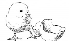 sagoma pulcino pasquale, sagoma pulcino pasqua, lavoretti pasqua