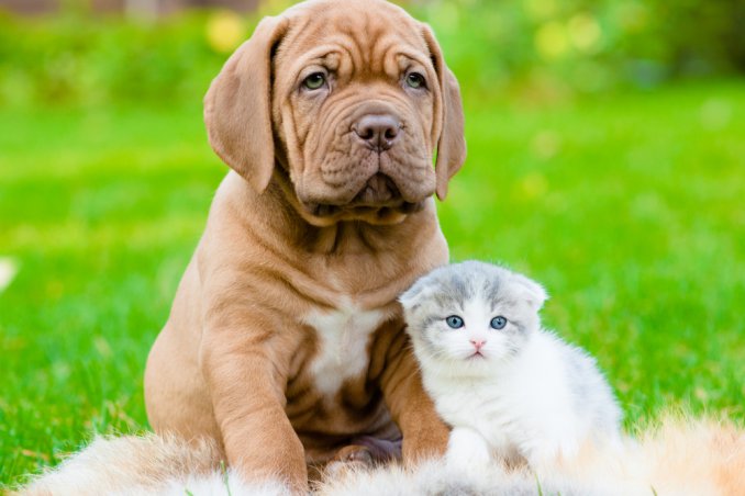 cane gatti casa sicura