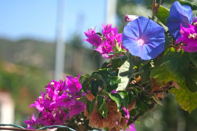 buganvilla buganvillea pianta mediterranea clima mite curare arbusto rampicante pollice verde fiori colori intensi