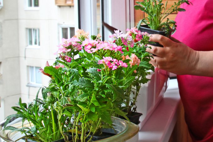 piante green tossiche incolumità bambini animali domestici 