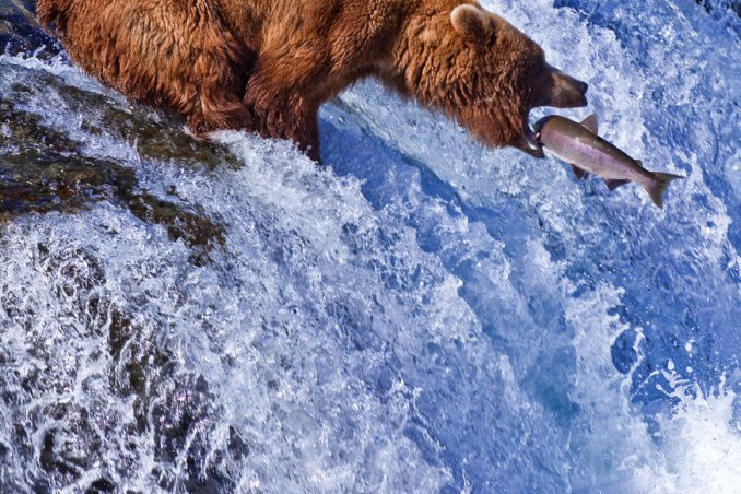 Alaska parchi ghiacciai laghi grizzly