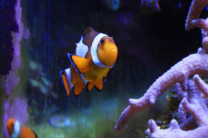 acquario pulizia batteri pesci animali cibo acqua benessere salute vetri alghe 