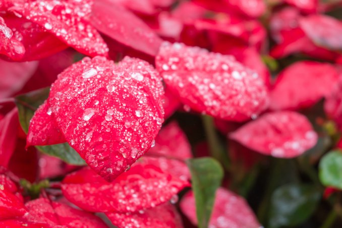 stella di natale abete piante invernali prendersi cura consigli
