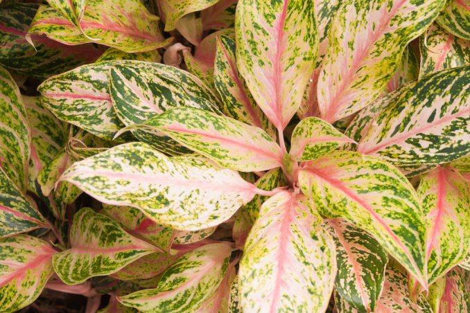 Aglaonema-piante-specie