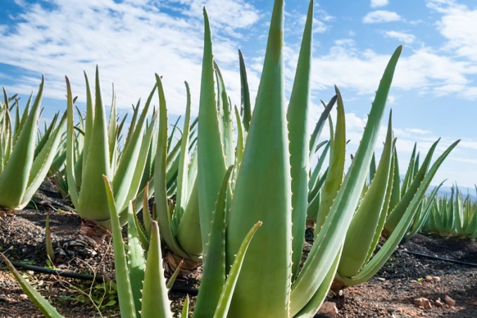 Aloe vera proprietà salute bellezza