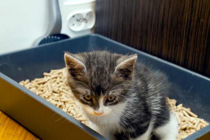 lettiera gatto evoluzione autopulente igiene 