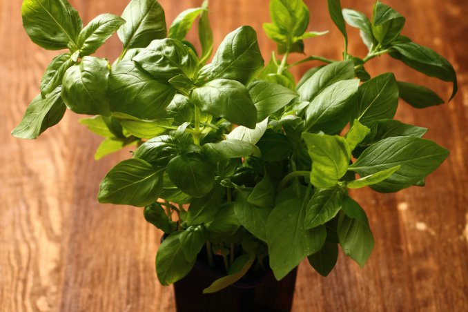 basilico proprietà e benefici