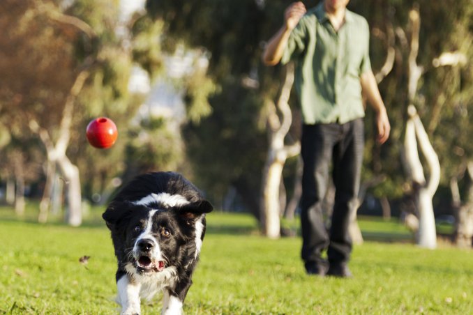 cane cucciolo gioco educazione famiglia