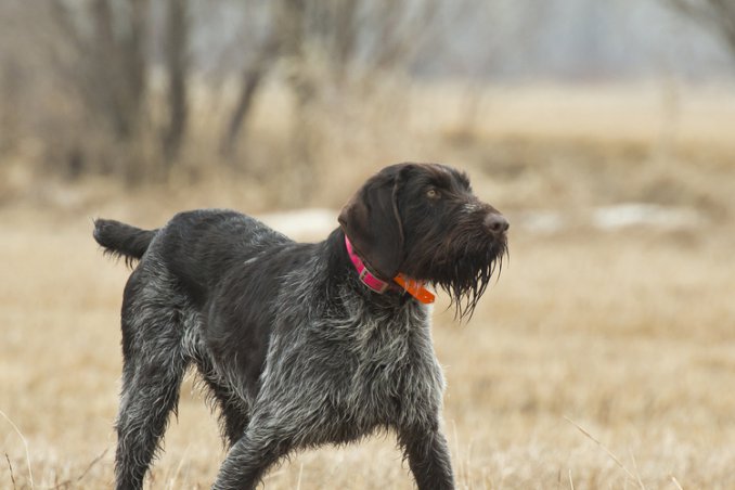 Cane ferma tedesco pelo duro cani caccia