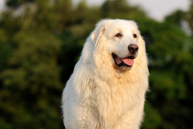 Cane da Montagna dei Pirenei, cane descrizione