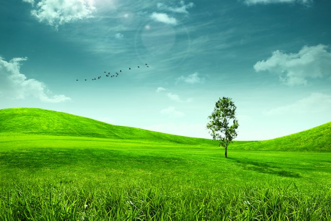 erba, campo, verde, giardino, natura