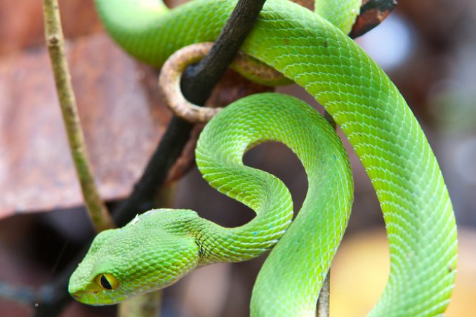 serpe, biscia, strisciare, rettile