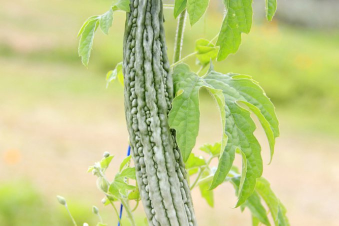 spezie verdure oriente americhe africa