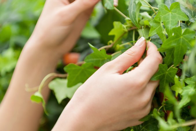 Cure d'autunno per le tue piante in casa