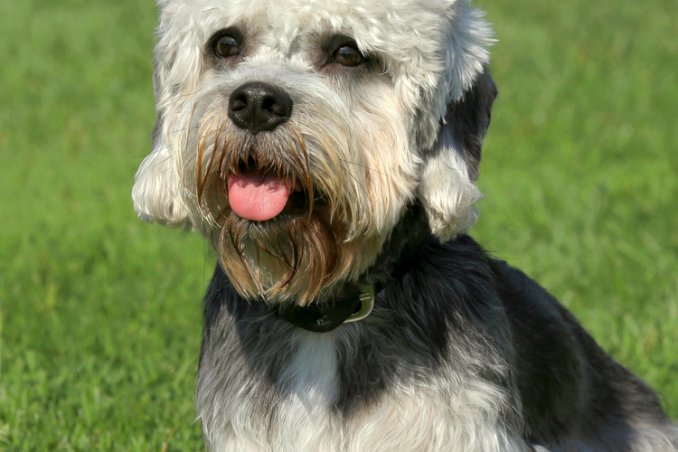 Dandie Dinmont Terrier, cane, descrizione