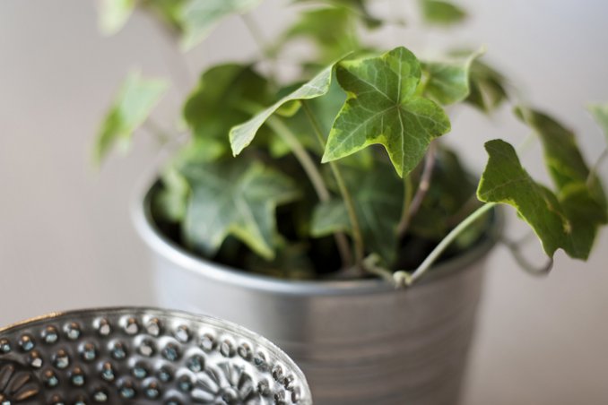 appartamento-edera-casa