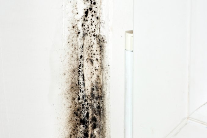 muffa nelle pareti