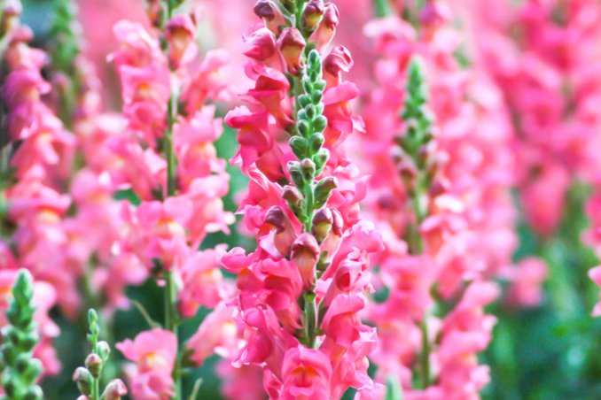 erica-pianta-giardino