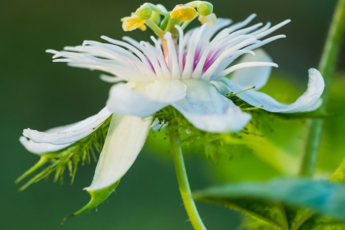 fiori della passione-passiflora-rampicante