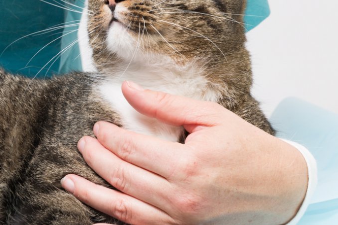 frattura animale domestico rimedi primo soccorso vetrinario