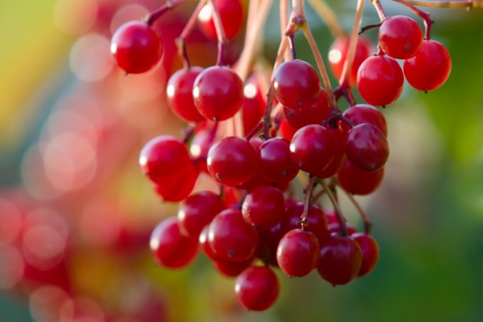 arbusti-bacche-giardino