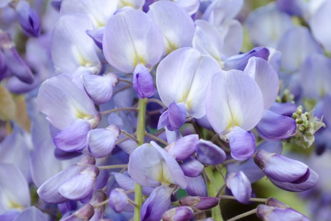 glicine-pianta