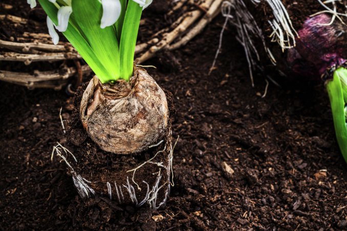 bulbo-primavera-piantare
