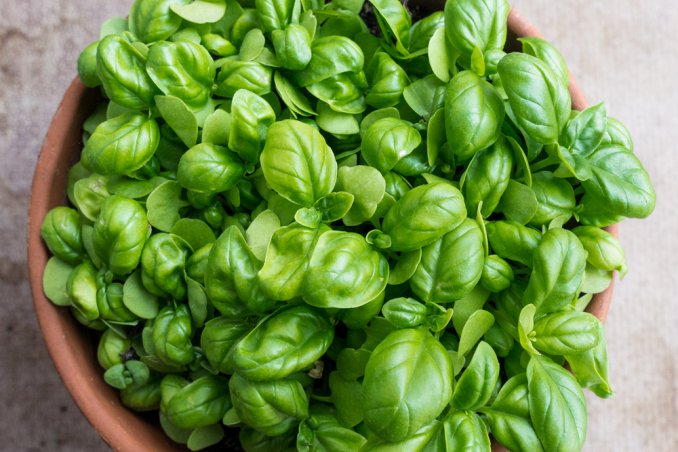 basilico-pianta-coltivazione