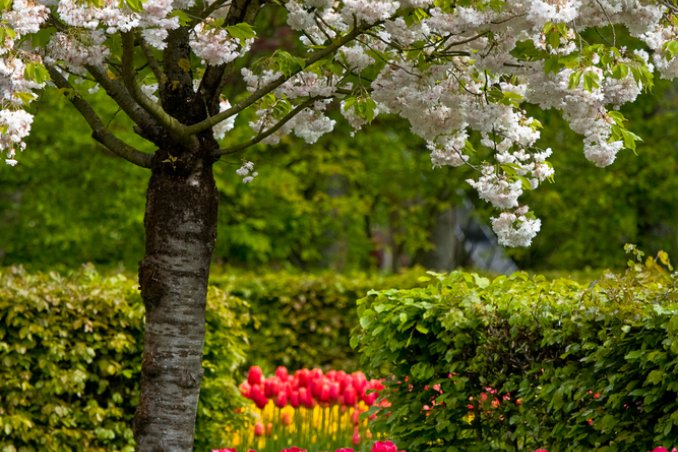 amore-giardino-fiori