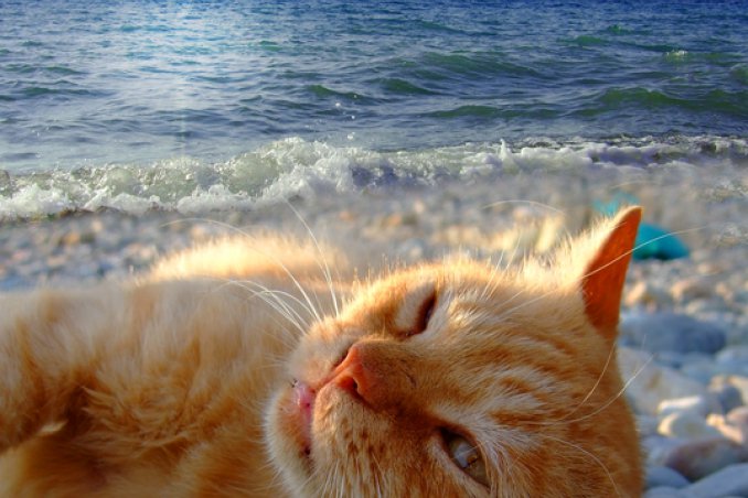 cane gatto animali vacanza preparativi regole esigenze