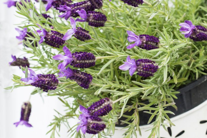 lavanda-pianta-coltivazione