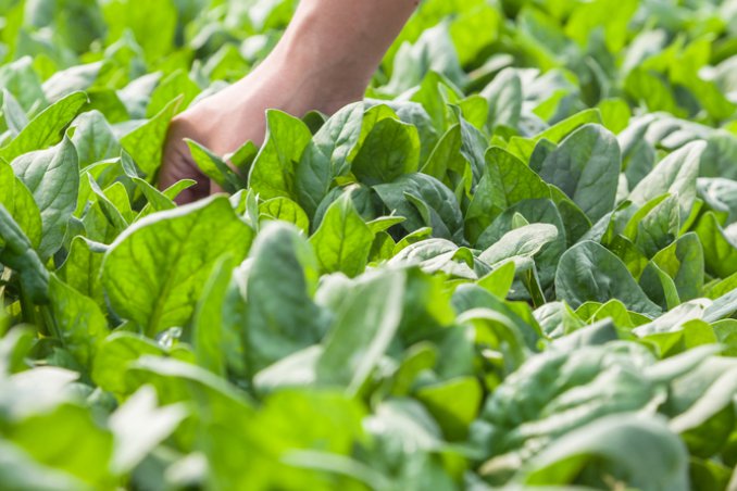 spinaci-coltivazione