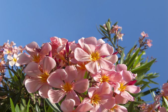 piante-oleandro-piantare