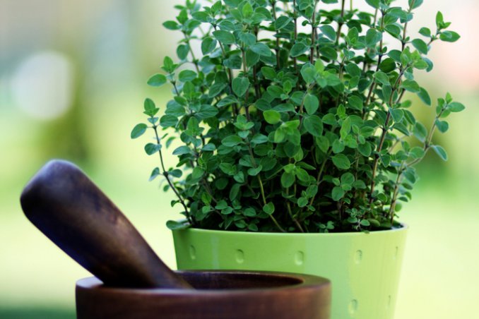 origano-pianta-consigli