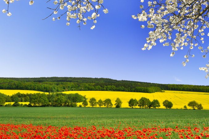 papavero pianta curativa rimedi salute